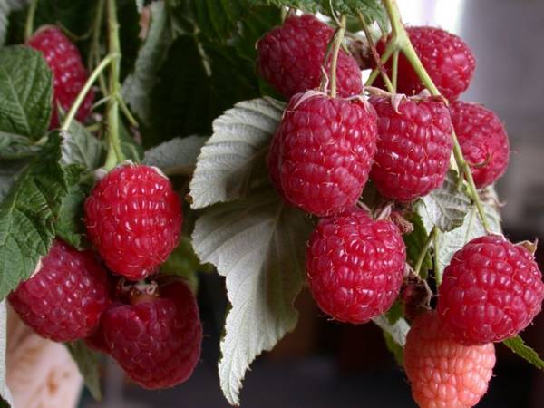 Малина Полька вкусный урожайный сорт без хлопот