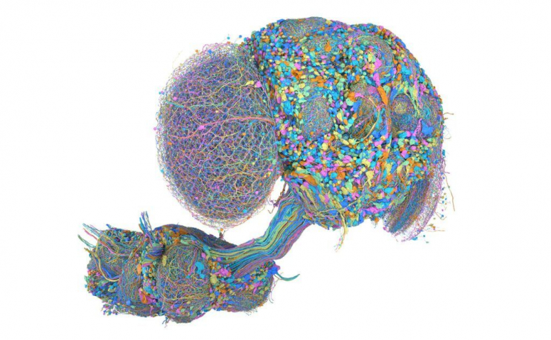Теперь криптовалютой торгует даже муха, и пока она в минусе на 1%